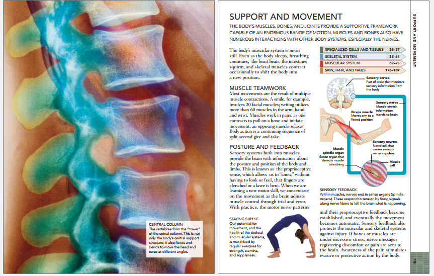 The concise Human Body Book An Illustrated Guided to Its Structure Function and Disorders by Steve Parker Z-lib